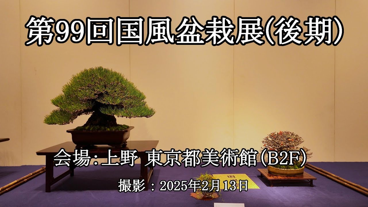 第99回国風盆栽展(後期 B2F) = 主催：日本盆栽協会 = [4K] The 99th