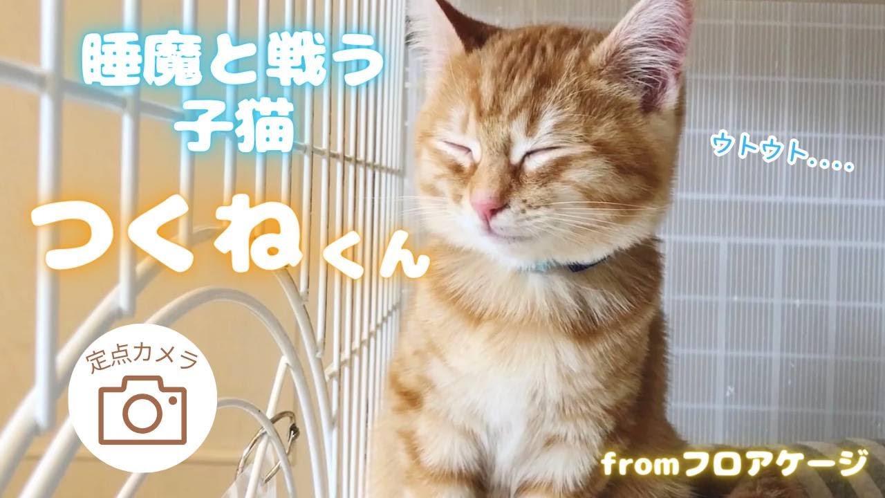 定点カメラ】睡魔と闘う子猫つくねくん(^^) - YouTube