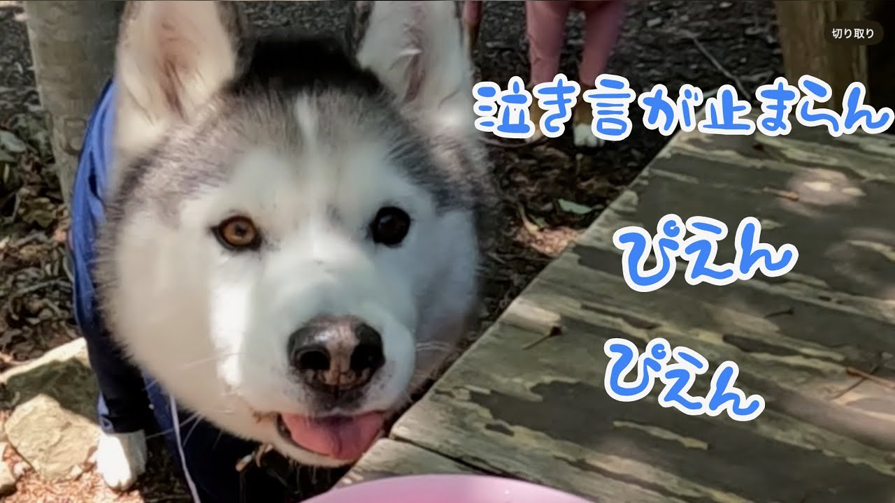 Husky's voice cracked so much that it made us laugh a lot. - YouTube