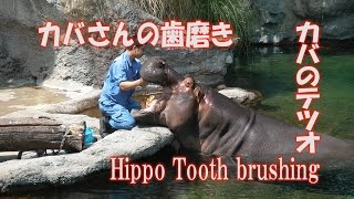 カバの歯磨き 6月4日 虫歯の日 Hippo Tooth brushing テツオ - YouTube