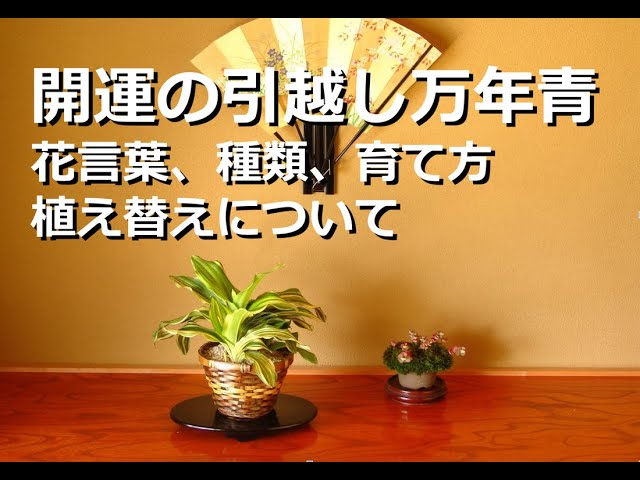 開運の引越しおもと】徳川家康公の開運のシンボル、花言葉、種類、育て