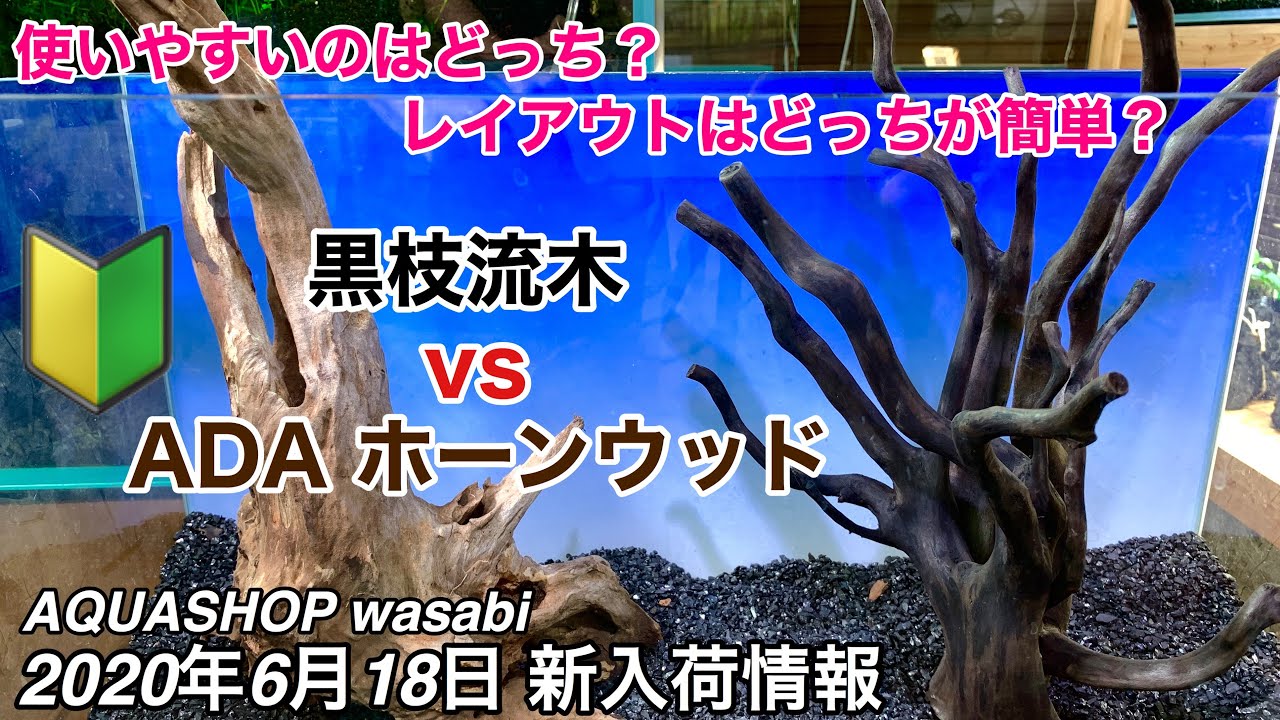 水草水槽の流木ならどっち？ADAホーンウッドvs黒枝流木 2020年6月