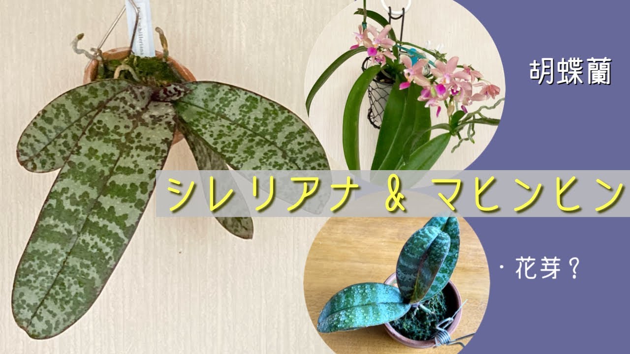 2023年11月11日 原種の胡蝶蘭 シレリアナ&マヒンヒン ちっちゃな