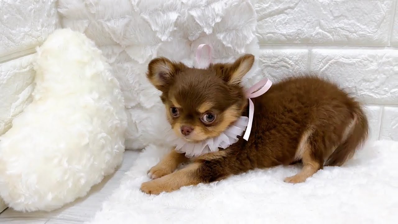 200383チワワ - YouTube