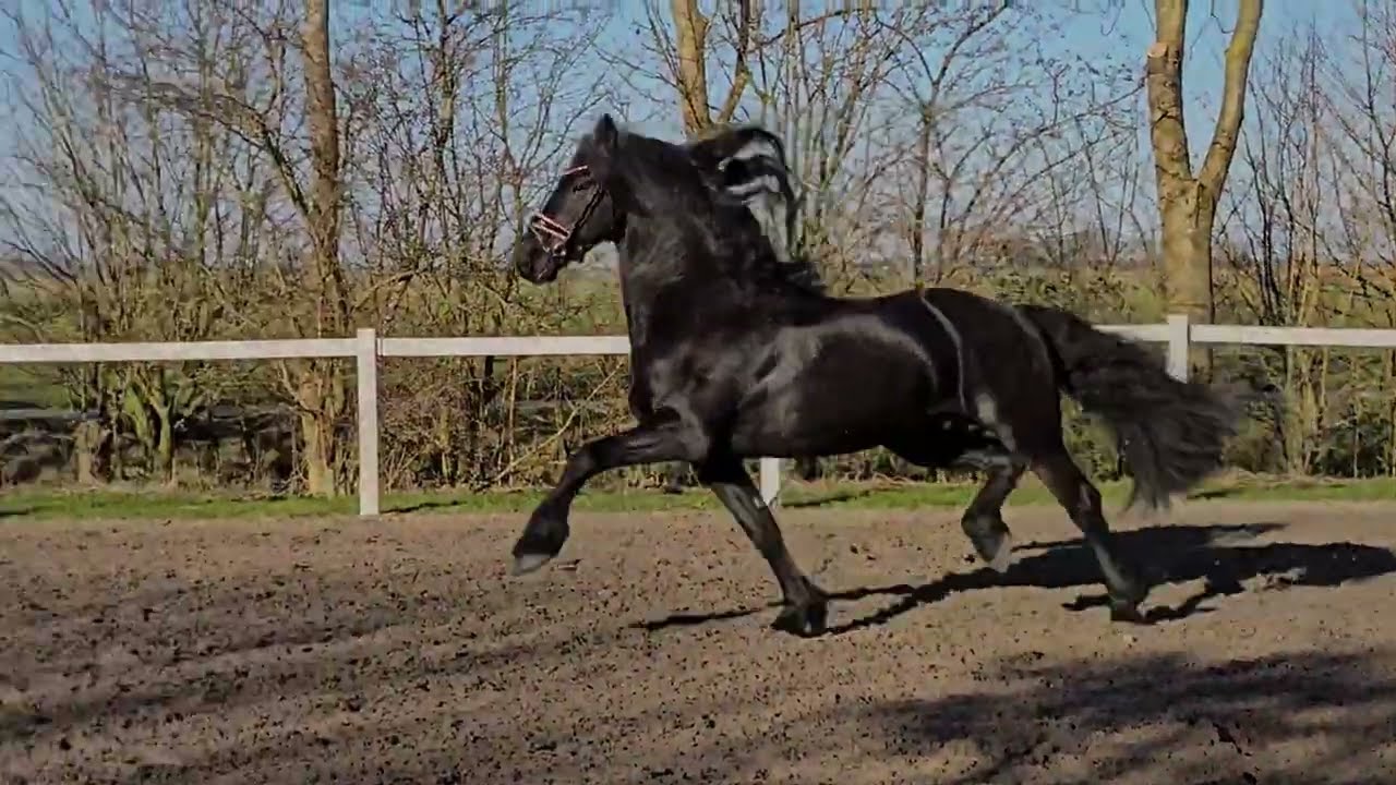 Stal Okkema's Zorro *Sport* - Norbert x Leffert - 2015 - 1.63 m