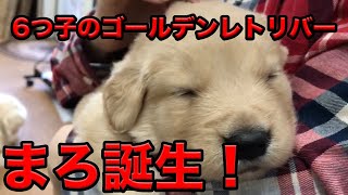 超絶可愛い！！山田家の愛犬！ゴールデンレトリバーまろ誕生！ 〜山田