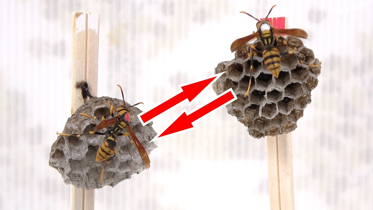 What happens when you replace the queen of a beehive? - YouTube