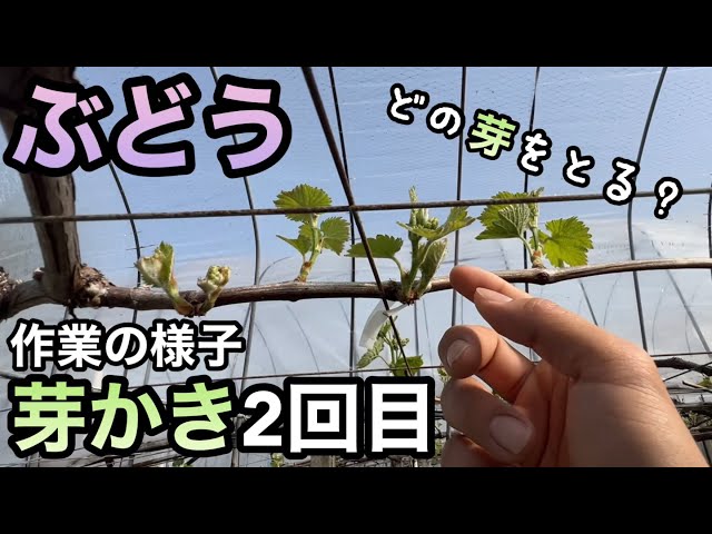 The second practical part of the grape bud pruning season