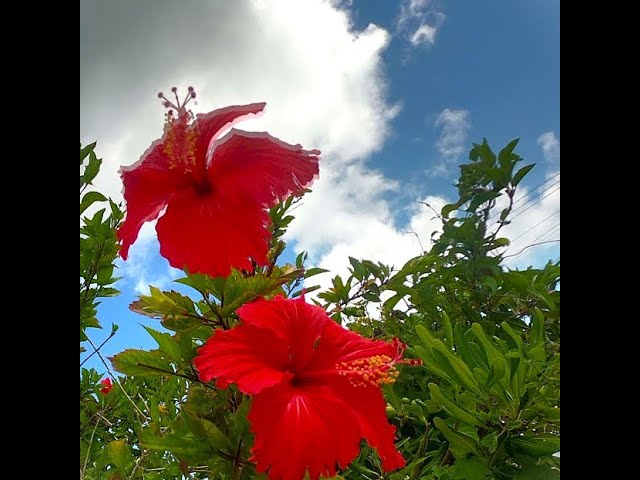 Heartbeat Presents Mixed By DJ EMMA×AIR Vol 2 - YouTube