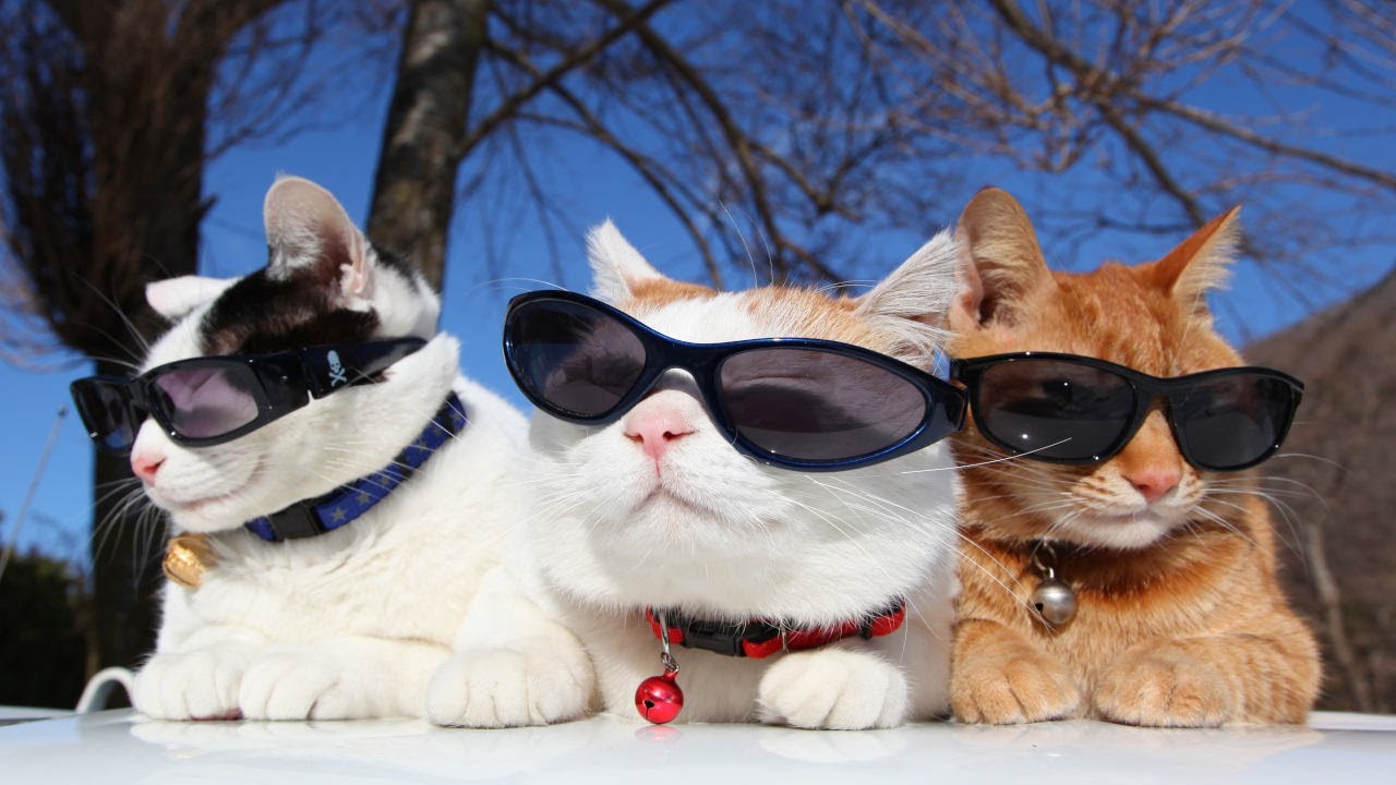 こたつのねこたちLIVE配信 2025年03月28日 - YouTube