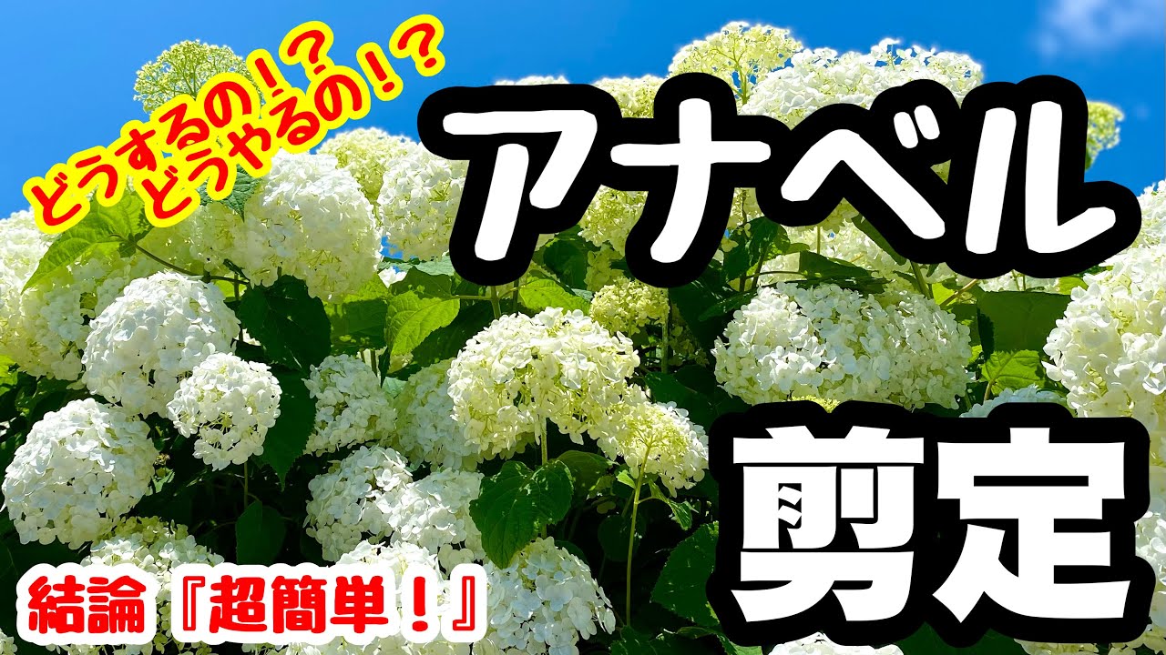 ◇[What to do⁉️][How do I do it⁉️] Pruning Annabelle trees 🌱The