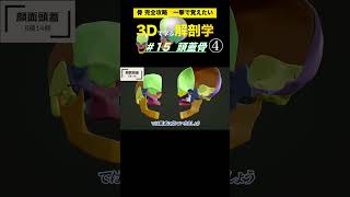 顔面頭蓋を見てみよう #15 頭蓋骨【3Dで学ぶ解剖学】複雑な頭蓋骨の