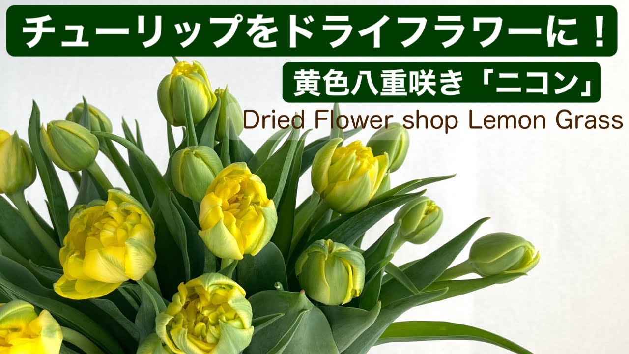 チューリップをドライフラワーに！黄色八重咲チューリップ♪ - YouTube