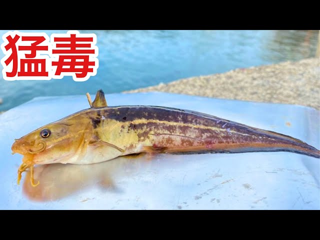 Catching and eating catfish from the harbor - YouTube