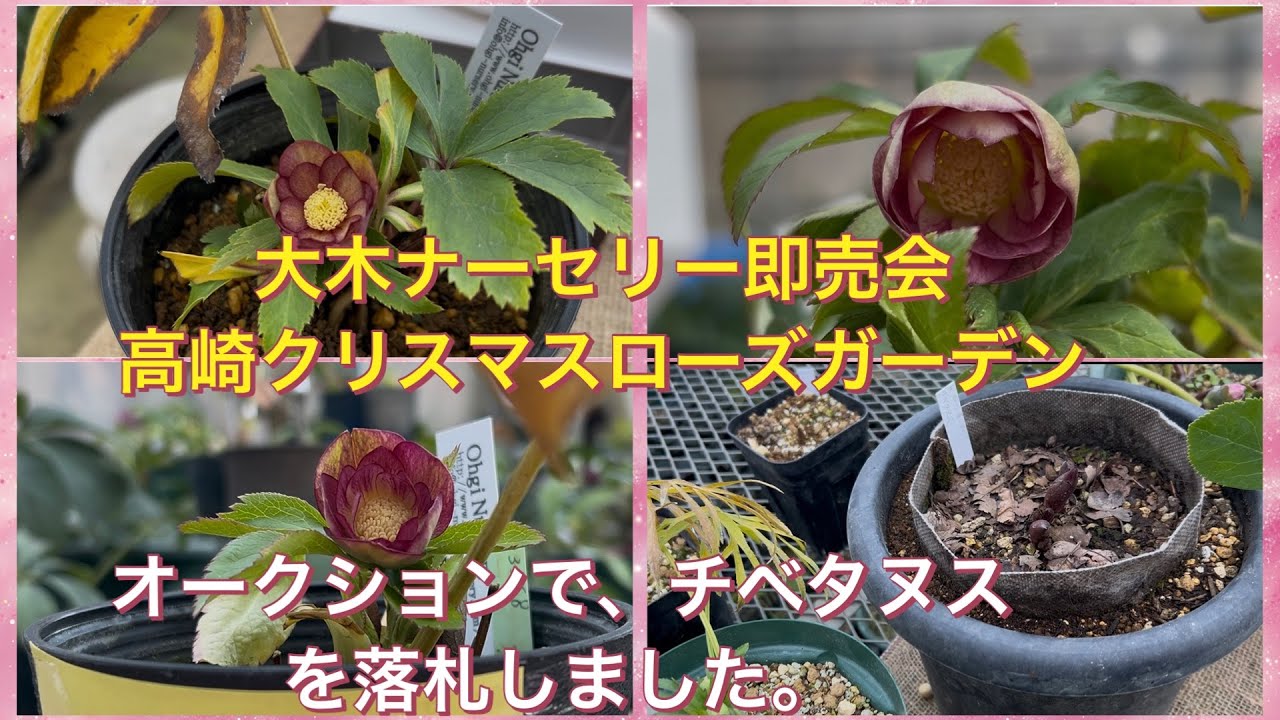 未株分】大木ナーセリー クリスマスローズ プルプラ系オーレア交配 未