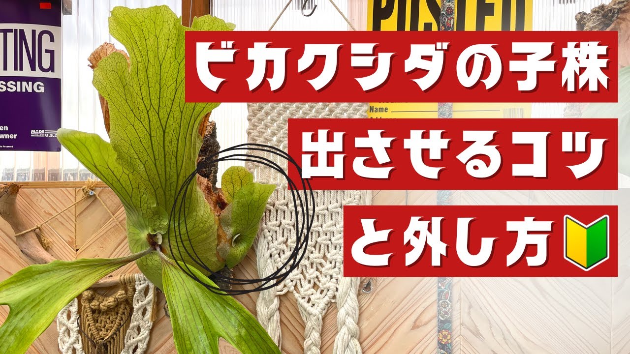 ビカクシダの子株を出させる3つのコツと外し方 - YouTube