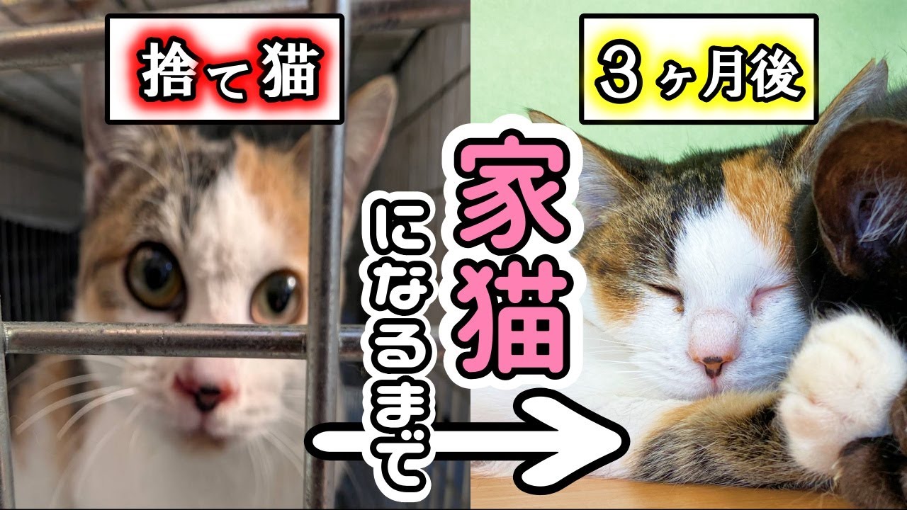 How a kitten abandoned by its family became a house cat again