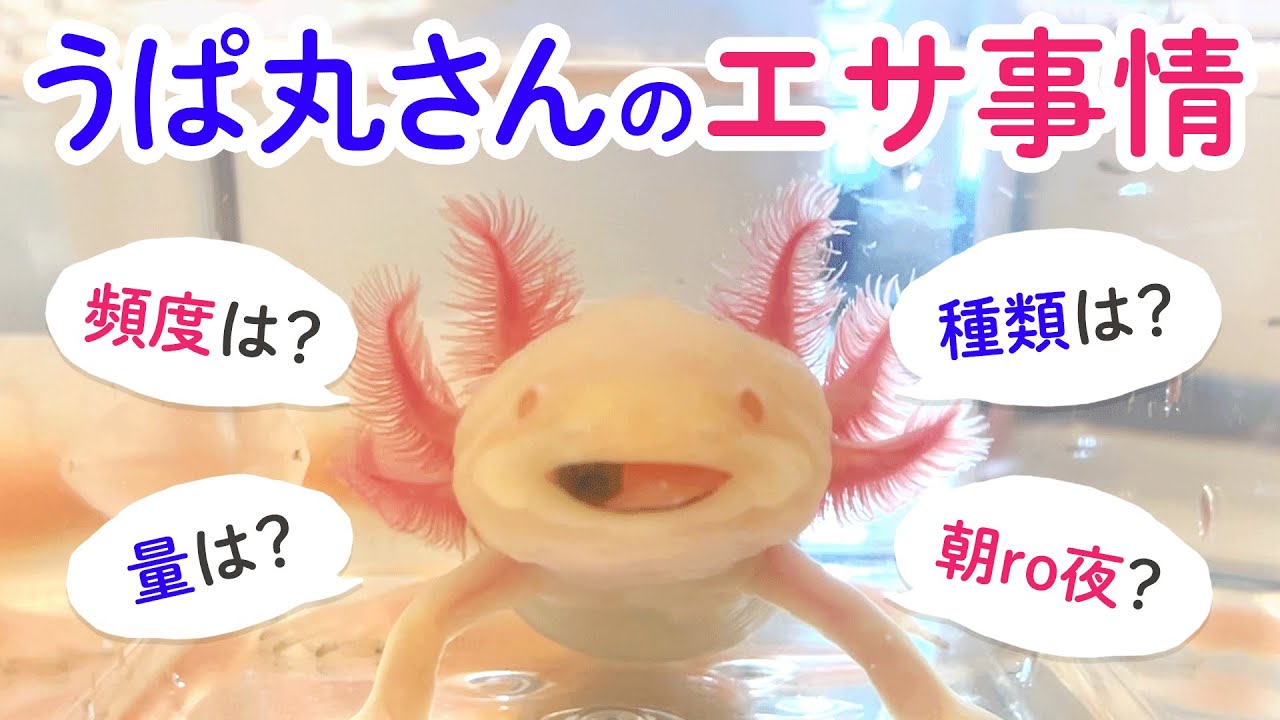 About Upamaru's food/Axolotl - YouTube