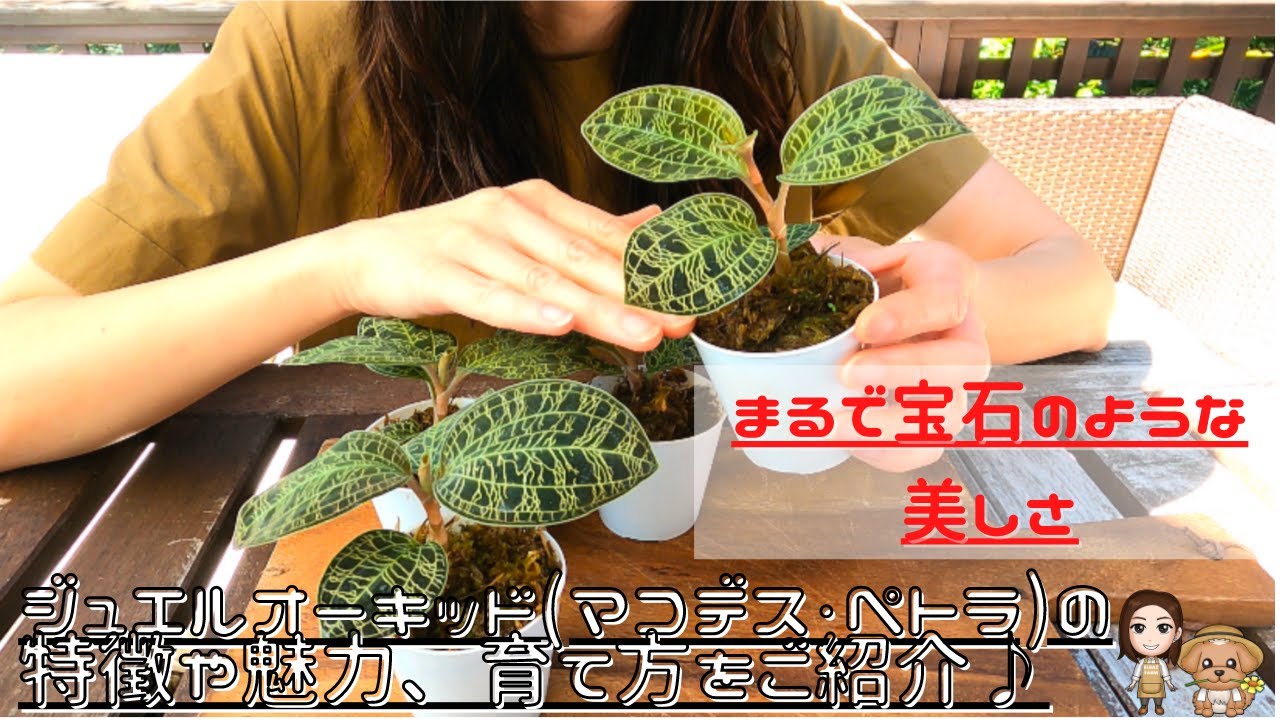 A detailed explanation of the characteristics, charms, and