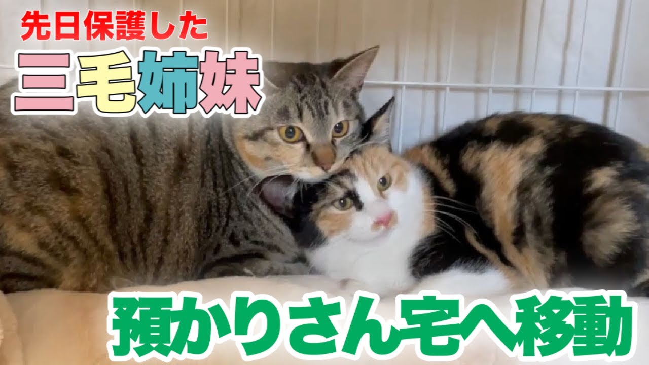 生後約8ヶ月の三毛猫姉妹を保護をし、預かり宅へ【We rescued cats