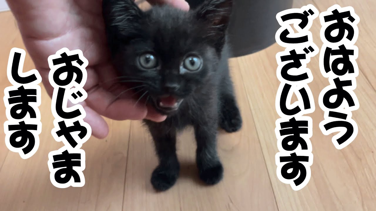Protected kitten] “Becoming a tomboy in 2 weeks! A visitor to the