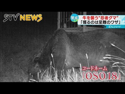 The true identity of the ninja bear] Codenamed 