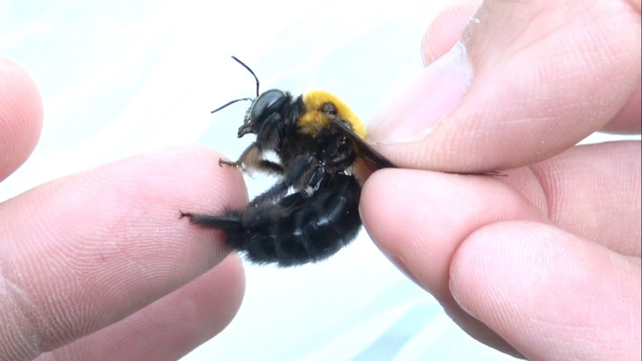 This is what happens when you grab a bumblebee with your bare