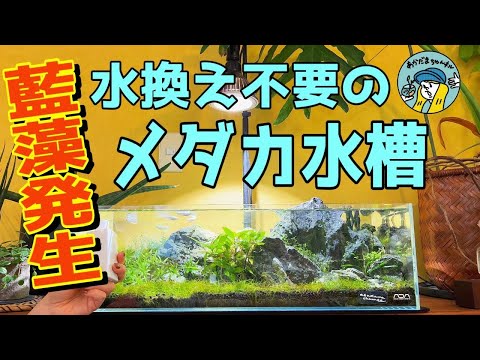 アクアリウム】水換えの要らないメダカ水槽に問題発生（藍藻の対策を