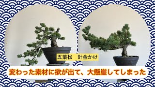 盆栽 五葉松 針金かけ 見かけない形の素材に欲が出て大懸崖にしちゃっ