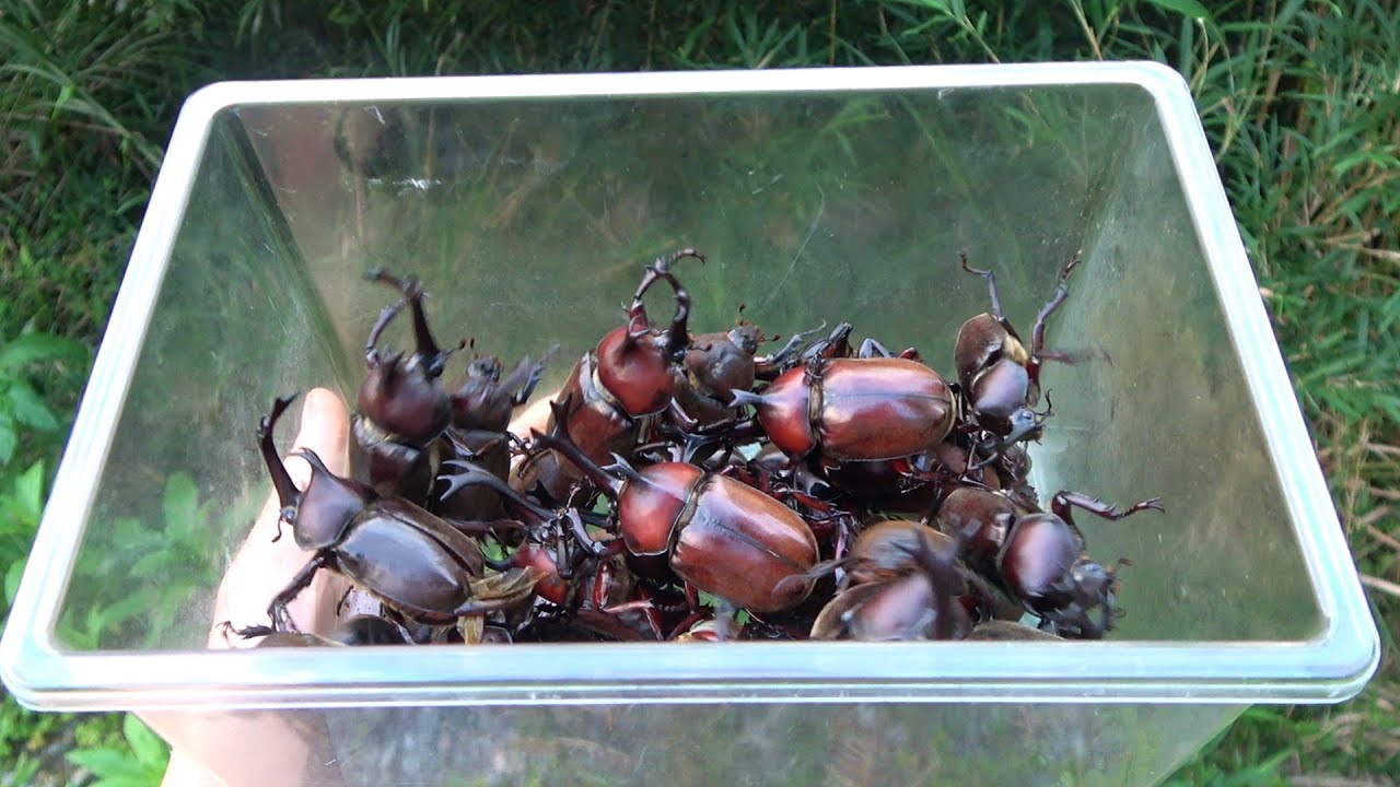 An easy way to catch rhinoceros beetles - YouTube