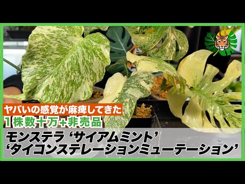 モンステラ】数十万円の超激レアサイアムミント(Siam Mint)、非売品