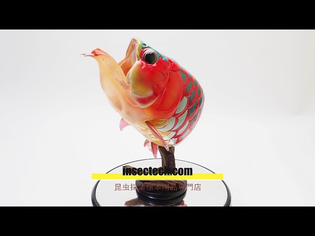 動物の惑星】アジアアロワナ（紅龍Ver.開口）Scleropages legendrei