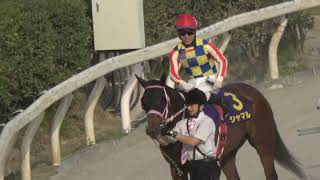 黒船賞2025】シャマル3連覇に川須騎手が愛でまくるウイニングラン 現地