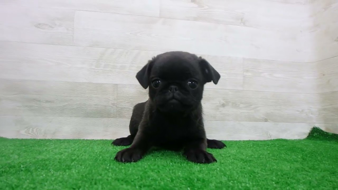 Coo&RIKU No.00749238 パグ - YouTube