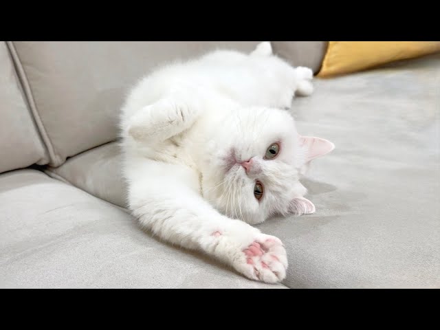 Pomu Might Not Be a Cat After All - YouTube