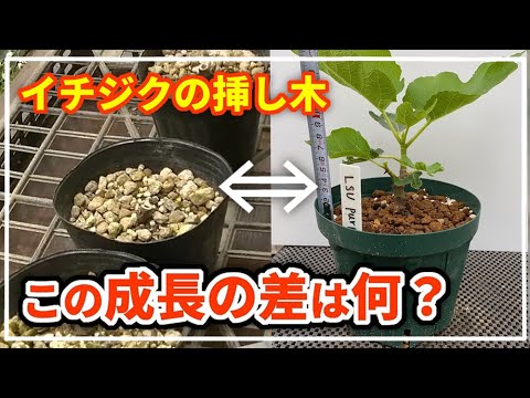イチジクの挿し木】同じ条件の穂木でこんなに差が出る理由とは - YouTube