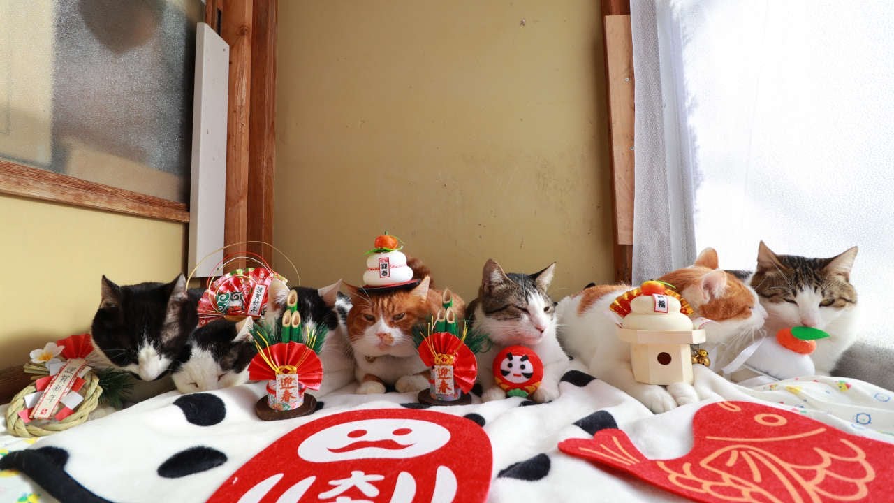 のせ猫 x お正月 2024 New Year cat 240101 - YouTube