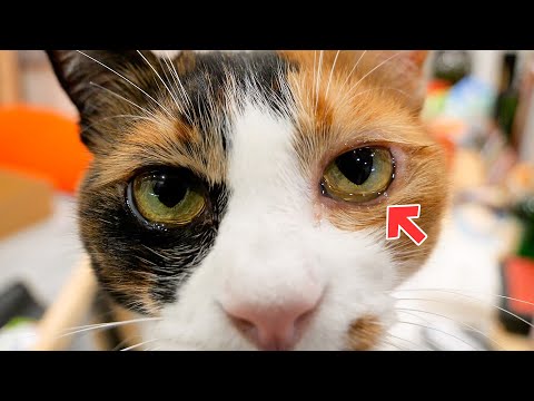 My cat's right eye is swollen and crying nonstop - YouTube