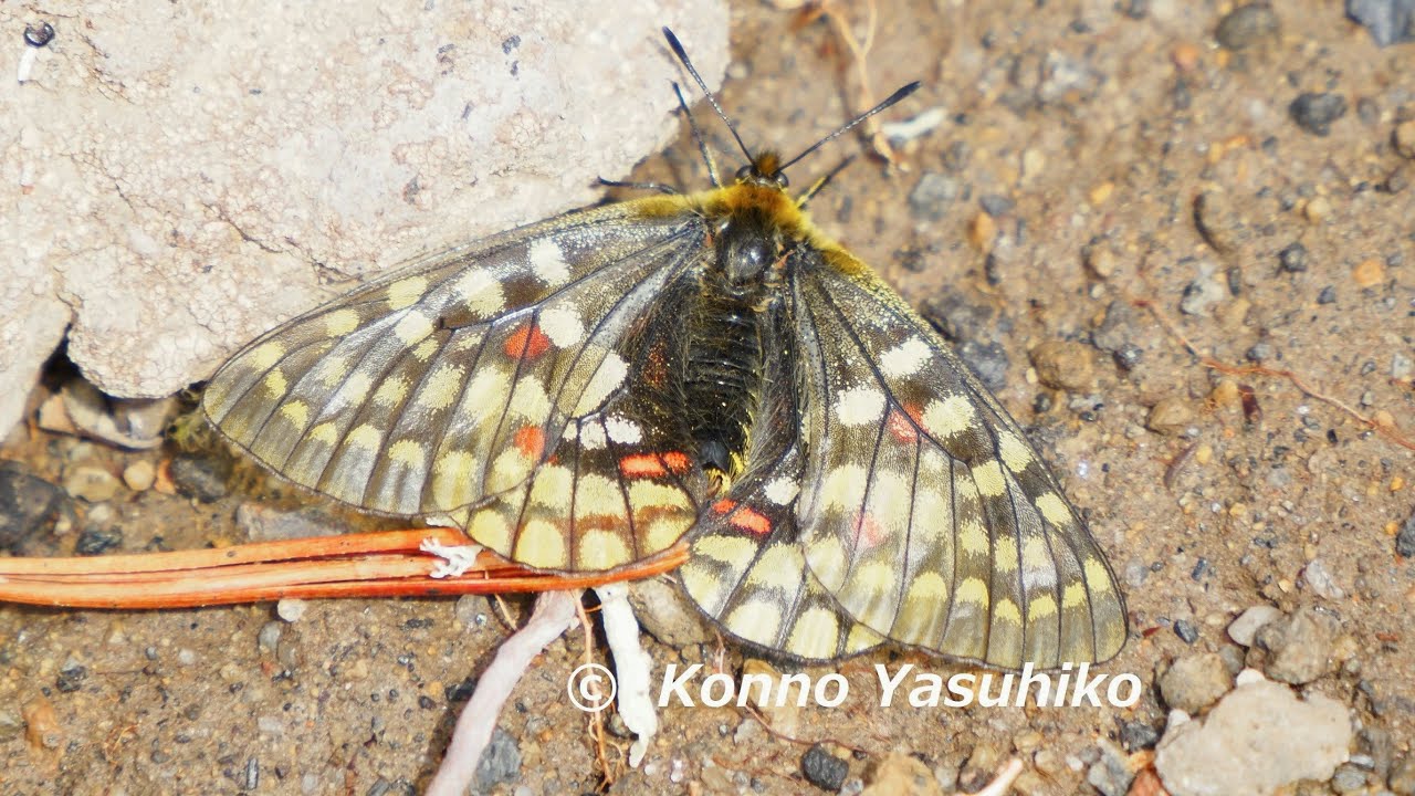 規制前採集品 ウスバキチョウ北海道大雪山 北海岳 規制前採集品 ウスバ