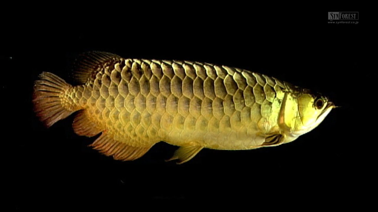 古代魚アクアリウム】 アジアアロワナ［金龍（ゴールデンアロワナ