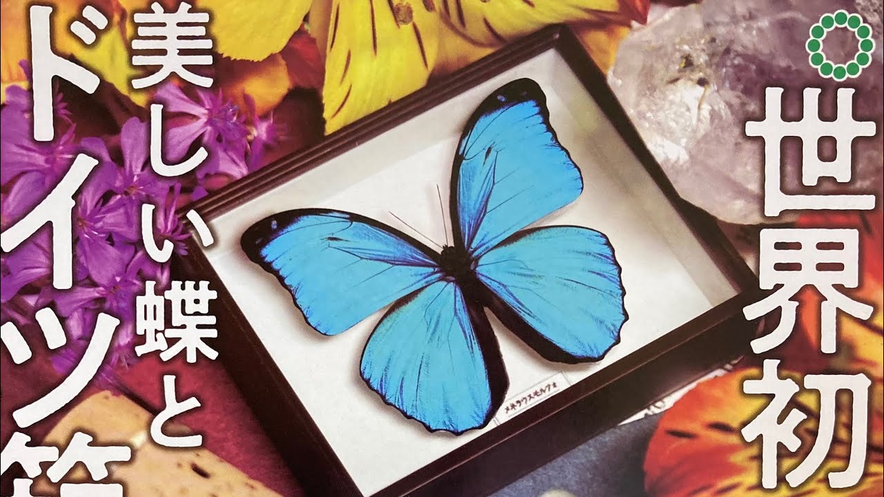 蝶 標本 ドイツ箱 マグネットコレクション いきもん ガチャポン