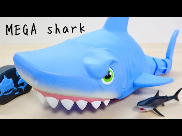 h&o×TheArth サメウィングTOP50 H＆O サメ ウィングトップ50 WING TOP