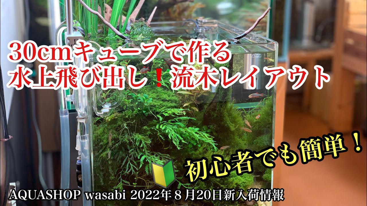 30cmキューブ水槽で作る水上飛び出し流木レイアウト「2022年8月
