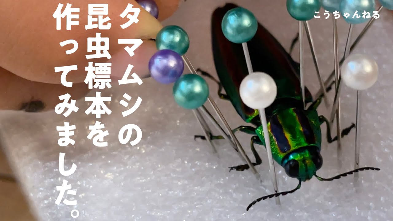 タマムシの昆虫標本を作ってみました (make a specimen of an insect
