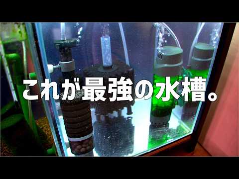 This is what I ended up with, aiming for the ultimate aquarium