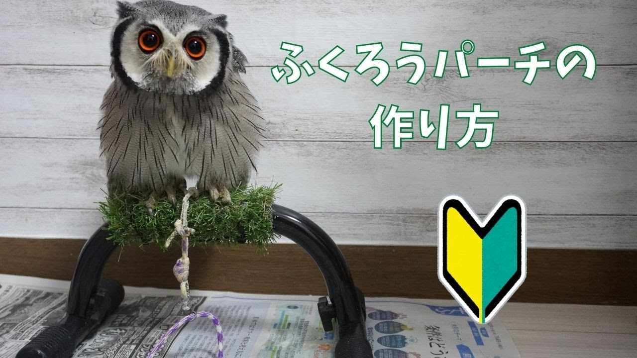 手作り】ふくろう用ボウパーチの作り方【小型用】 | ハチノ動物記