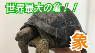世界最大の亀👍ゾウガメの飼育をまとめてみました😄 - YouTube