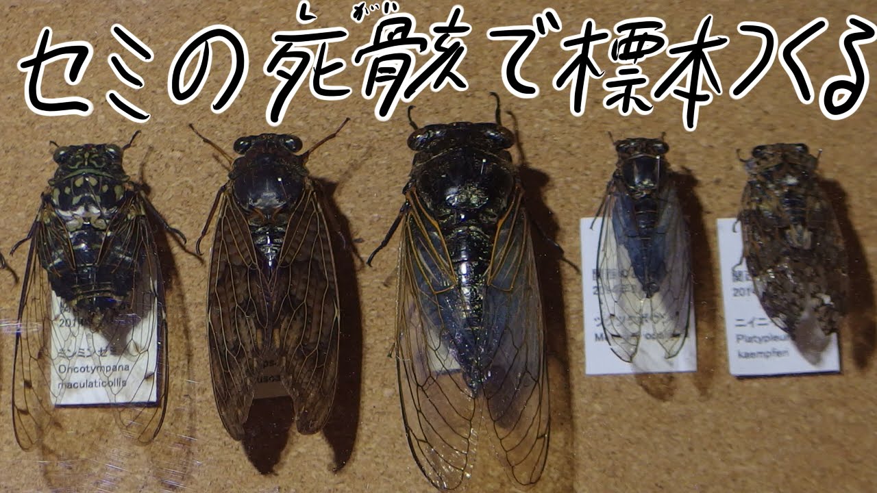 拾ったセミの死骸から昆虫標本を作る Way of making an insect