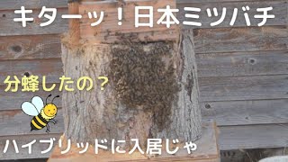 日本ミツバチ分蜂来た～！やっぱハイブリッド待ち箱じゃ - YouTube