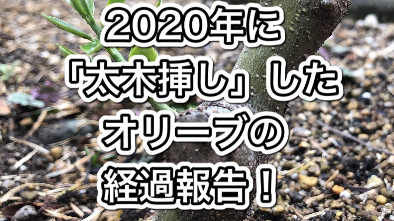 剪定したオリーブの細枝なのに「太木挿し」！経過報告【ガーデニング
